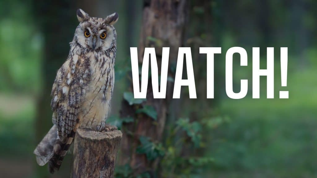 wide-eyed owl watching from tree branch